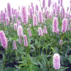 Bio Schlangen-Knöterich 'Superba' Rosa, Topf-Ø 11 Cm, 3er-Set