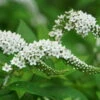 Bio Lysimachia Clethroides Weiß, Topf-Ø 11 Cm, 3er-Set -Compo Geschaft 0319100539 Lysimachia clethroides beschnitten 120376