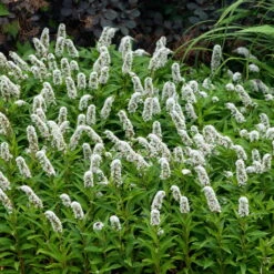 Neue Produkte -Compo Geschaft 0319100539 Lysimachia clethroides weiss 120377