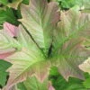 Schaublatt 'Rotlaub' Cremeweiß, Topf-Ø 11 Cm, 3er-Set -Compo Geschaft 0319100540 Rodgersia podophylla Rotlaub 1 120378