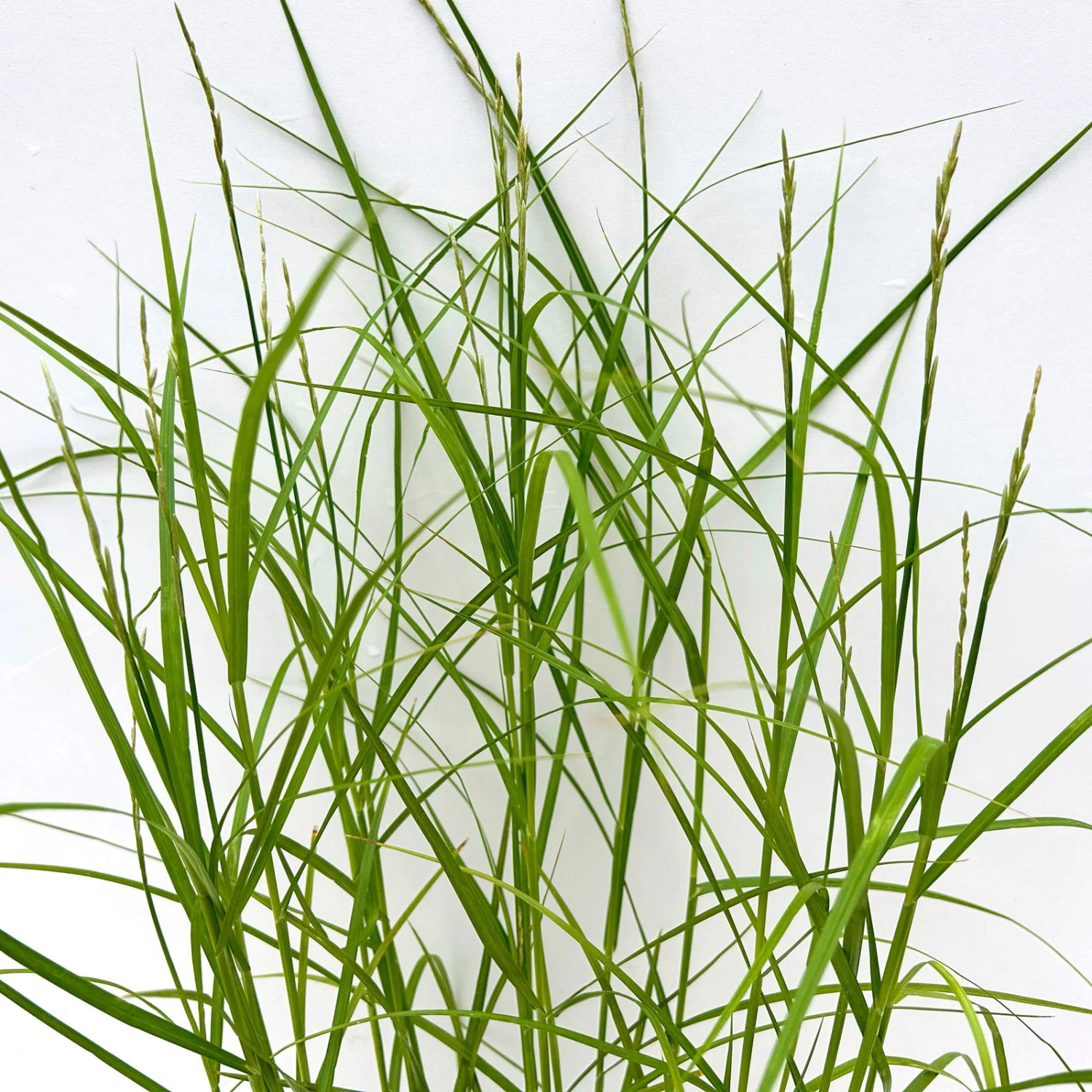 Bio Palmwedel-Segge Rotbraun, Topf-Ø 11 Cm, 3er-Set 6 Bio Palmwedel-Segge Rotbraun, Topf-Ø 11 Cm, 3er-Set – Bild 4