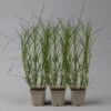 Bio Palmwedel-Segge Rotbraun, Topf-Ø 11 Cm, 3er-Set -Compo Geschaft 0319100543 carex muskingumensis1 125706