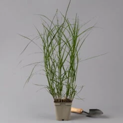 Bio Palmwedel-Segge Rotbraun, Topf-Ø 11 Cm, 3er-Set 11 Bio Palmwedel-Segge Rotbraun, Topf-Ø 11 Cm, 3er-Set -Compo Geschaft 0319100543 carex muskingumensis 125705