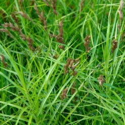 Bio Palmwedel-Segge Rotbraun, Topf-Ø 11 Cm, 3er-Set 13 Bio Palmwedel-Segge Rotbraun, Topf-Ø 11 Cm, 3er-Set -Compo Geschaft 0319100543 Carex muskingumensis beschnitten 120384