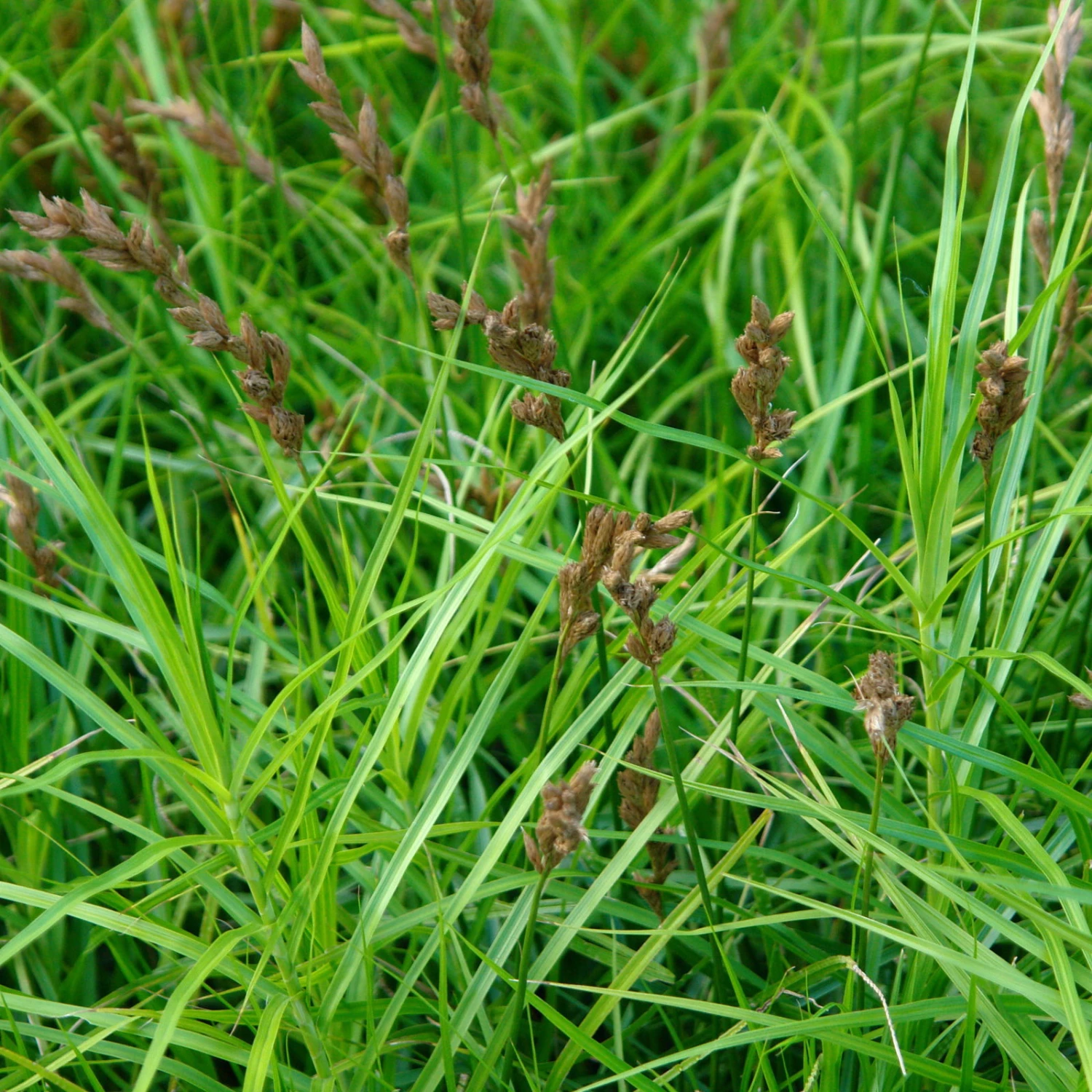 Bio Palmwedel-Segge Rotbraun, Topf-Ø 11 Cm, 3er-Set 7 Bio Palmwedel-Segge Rotbraun, Topf-Ø 11 Cm, 3er-Set – Bild 5