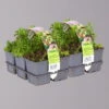 Sedum In Verschiedenen Sorten Im Mix-Set, Topf 7x7 Cm, 2x 6er-Set -Compo Geschaft 0319200077 Koelle Steingartenpflanzen Mix 2x 6er Set 111632