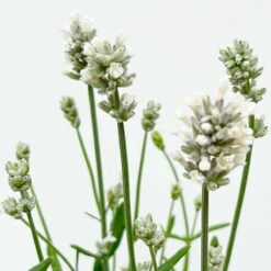 Lavendel 'Alba' Weiß, Topf-Ø 13 Cm, 3er-Set -Compo Geschaft 0319200131 0319200198 Lavendel weiss T13 3er 6er 5 125974