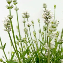 Lavendel 'Alba' Weiß, Topf-Ø 13 Cm, 3er-Set -Compo Geschaft 0319200131 0319200198 Lavendel weiss T13 3er 6er 6 125973