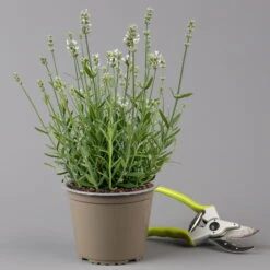Lavendel 'Alba' Weiß, Topf-Ø 13 Cm, 3er-Set -Compo Geschaft 0319200131 0319200198 Lavendel weiss T13 3er 6er f 126070