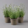 Lavendel 'Alba' Weiß, Topf-Ø 13 Cm, 3er-Set -Compo Geschaft 0319200131 Lavendel weiss T13 3er 6er t 126072
