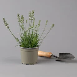 Lavendel Weiß, Topf-Ø 13 Cm, 6er-Set 13 Lavendel Weiß, Topf-Ø 13 Cm, 6er-Set -Compo Geschaft 0319200155 0319200156 lavandula angustifolia weiss 1 124065