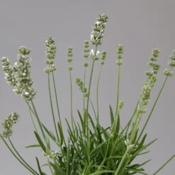 Lavendel Weiß, Topf-Ø 13 Cm, 6er-Set 14 Lavendel Weiß, Topf-Ø 13 Cm, 6er-Set -Compo Geschaft 0319200155 0319200156 lavandula angustifolia weiss 9 124066