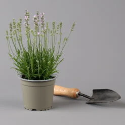 Lavendel Rosa, Topf-Ø 13 Cm, 6er-Set -Compo Geschaft 0319200157 0319200158 lavandula angustifolia rosa 124069