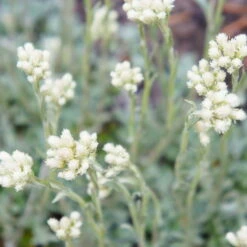 Katzenpfötchen, Weiß, Topf-Ø 13 Cm, 6er-Set 9 Katzenpfötchen, Weiß, Topf-Ø 13 Cm, 6er-Set -Compo Geschaft 0319200173 Antennaria dioica T13 weiss 6er Set 3 126575