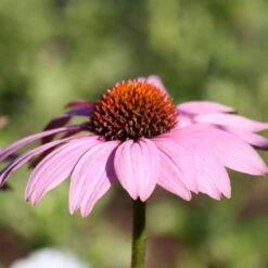 Purpursonnenhut 'PowWow® Wild Berry', Purpurrosa, Topf-Ø 13 Cm -Compo Geschaft 0319200194 Echinacea purp Wild Berry T13 purpurrosa 3erSet 3 126328