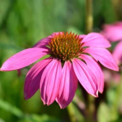 Purpursonnenhut 'PowWow® Wild Berry', Purpurrosa, Topf-Ø 13 Cm -Compo Geschaft 0319200194 Echinacea purp Wild Berry T13 purpurrosa 3erSet 4 126330