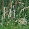 Bio Chinaschilf 'Kleine Silberspinne', Topf 5 Liter -Compo Geschaft 0320300147 Miscanthus sin Kleine Silberspinne KB 5ltr Cont 34565