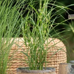 Bio Zebragras 'Zebrinus', Topf 5 Liter -Compo Geschaft 0320300264 Miscanthus sin Zebrinus 1 81629