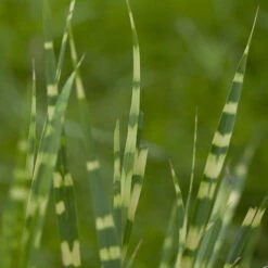 Bio Zebragras 'Zebrinus', Topf 5 Liter -Compo Geschaft 0320300264 Miscanthus sin Zebrinus 2 81628
