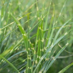 Bio Zebragras 'Zebrinus', Topf 5 Liter -Compo Geschaft 0320300264 Miscanthus sin Zebrinus 3 81627