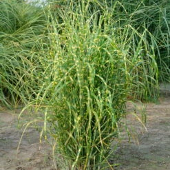 Bio Zebragras 'Zebrinus', Topf 5 Liter -Compo Geschaft 0320300264 Miscanthus sin Zebrinus KB 5ltr Cont 34957