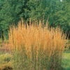 Bio Reitgras 'Karl Foerster', Topf 5 Liter 2 Bio Reitgras 'Karl Foerster', Topf 5 Liter -Compo Geschaft 0320300432 Calamagrostis acutiflora Karl Foerster KB 5ltr 75702