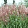 Bio Chinaschilf 'Kleine Fontäne', Topf 5 Liter 2 Bio Chinaschilf 'Kleine Fontäne', Topf 5 Liter -Compo Geschaft 0320300508 Miscanthus sin Kleine Fontaene KB 5ltr Cont 34960