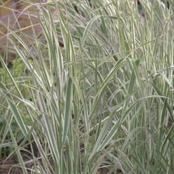 Bio Reitgras 'Overdam', Weiß-grün Gestreift, Topf 5 Liter -Compo Geschaft 0320300601 Calamagrostis acutiflora Overdam KB 5ltr Cont 75703