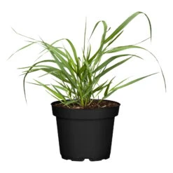 Bio Rutenhirse 'Squaw', Rosa, Topf 5 Liter -Compo Geschaft 0320300723 Panicum virgatum Squaw1 78154