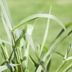 Bio Rutenhirse 'Squaw', Rosa, Topf 5 Liter -Compo Geschaft 0320300723 Panicum virgatum Squaw2 78155