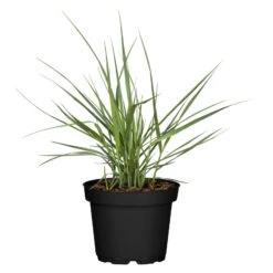 Bio Rutenhirse 'Prairie Sky', Topf 5 Liter -Compo Geschaft 0320300824 Panicum virgatum Prairie Sky KB 5Ltr Cont 78149