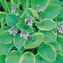 Funkie 'So Sweet' Weiß, Topf-Ø 11 Cm, 3er-Set -Compo Geschaft 0320600169 Hosta plant. So Sweet 46350