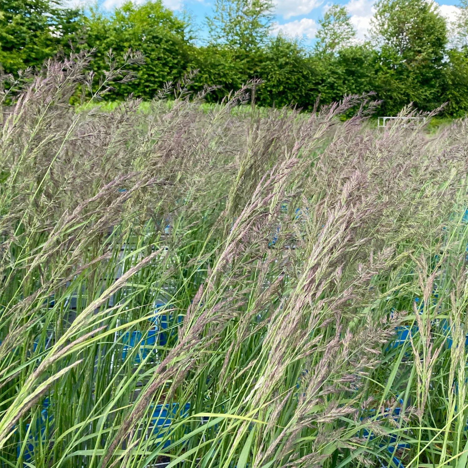Bio Reitgras 'Karl Foerster', Topf 5 Liter 4 Bio Reitgras 'Karl Foerster', Topf 5 Liter – Bild 2