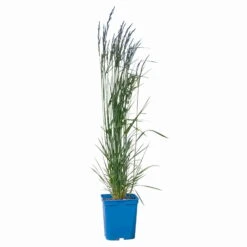 Bio Reitgras 'Karl Foerster', Topf 5 Liter 10 Bio Reitgras 'Karl Foerster', Topf 5 Liter -Compo Geschaft 0321600001 Calamagrostis acut Karl Foerster 2 114069