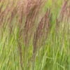Bio Reitgras 'Overdam', Weiß-grün Gestreift, Topf 5 Liter -Compo Geschaft 0321600002 Calamagrostis acut Overdam 1 125727