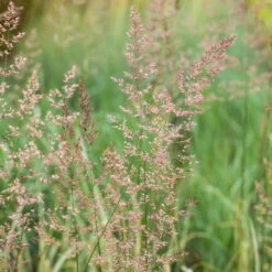 Bio Reitgras 'Overdam', Weiß-grün Gestreift, Topf 5 Liter -Compo Geschaft 0321600002 Calamagrostis acut Overdam 2 125726