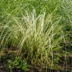 Bio Reitgras 'Overdam', Weiß-grün Gestreift, Topf 5 Liter -Compo Geschaft 0321600002 Calamagrostis acut Overdam 3 125725