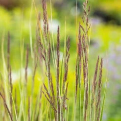 Bio Reitgras 'Overdam', Weiß-grün Gestreift, Topf 5 Liter -Compo Geschaft 0321600002 Calamagrostis acut Overdam 4 125724