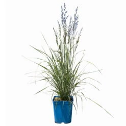 Bio Reitgras 'Overdam', Weiß-grün Gestreift, Topf 5 Liter -Compo Geschaft 0321600002 Calamagrostis acut Overdam 1 114070