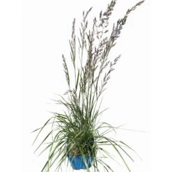 Bio Reitgras 'Overdam', Weiß-grün Gestreift, Topf 5 Liter -Compo Geschaft 0321600002 Calamagrostis acut Overdam 4 114071