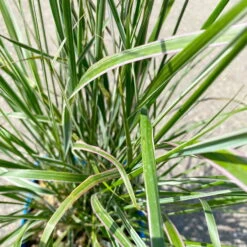 Bio Reitgras 'Karl Foerster', Topf 5 Liter 11 Bio Reitgras 'Karl Foerster', Topf 5 Liter -Compo Geschaft 0321600002 Calamagrostis acut Overdam 6 113977