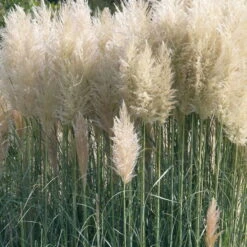 Bio Pampasgras 'Sunnigdale Silver' Silber-weiß, Topf 5 Liter -Compo Geschaft 0321600007 Cortaderia sel Sunningdale Silver 2 120410