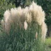 Bio Pampasgras 'Sunnigdale Silver' Silber-weiß, Topf 5 Liter -Compo Geschaft 0321600007 Cortaderia sel Sunningdale Silver 3ltr Cont 120409