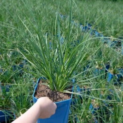 Bio Pampasgras 'Sunnigdale Silver' Silber-weiß, Topf 5 Liter -Compo Geschaft 0321600007 Cortaderia selloana Sunningdale Silver 4 112495