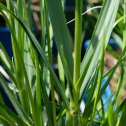 Bio Pampasgras 'Sunnigdale Silver' Silber-weiß, Topf 5 Liter -Compo Geschaft 0321600007 Cortaderia selloana Sunningdale Silver 5 112496