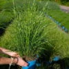 Bio Zebragras 'Little Zebra', Topf 3 Liter -Compo Geschaft 0321600013 Miscanthus sin Little Zebra 5 113902