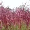 Bio Halbhohes Chinaschilf 'Red Chief' Silber-weiß, Höhe 120-150 Cm, 5 Liter Topf -Compo Geschaft 0321600017 Miscanthus sinensis Red Chief beschnitten 120411