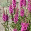 Bio Blut-Weiderich Violett, Topf-Ø 11 Cm, 3er-Set -Compo Geschaft 0330100088 Lythrum salicaria KB 11cm Topf rot1 75710