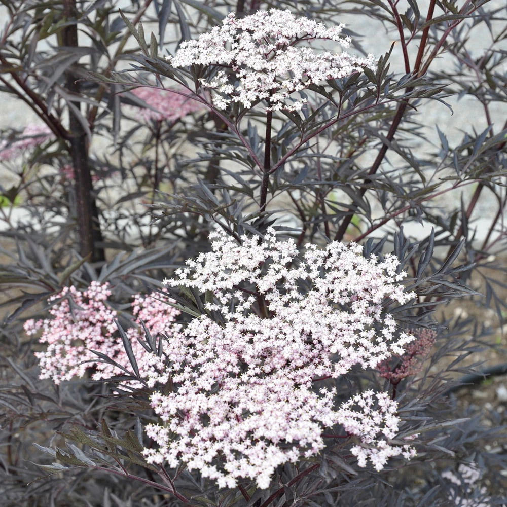 Rotlaubiger Holunder 'Black Lace'® ('Eva'PBR), 3er-Set, Topf 5 Liter 5 Rotlaubiger Holunder 'Black Lace'® ('Eva'PBR), 3er-Set, Topf 5 Liter – Bild 3