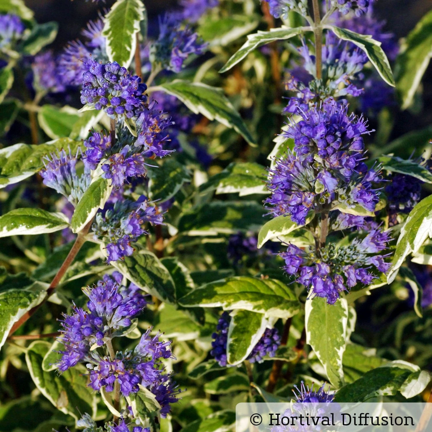 Weißbunte Bartblume 'White Surprise®'.cov, Caryopteris Clandonensis, Topf 5 Lt. 3 Weißbunte Bartblume 'White Surprise®'.cov, Caryopteris Clandonensis, Topf 5 Lt.